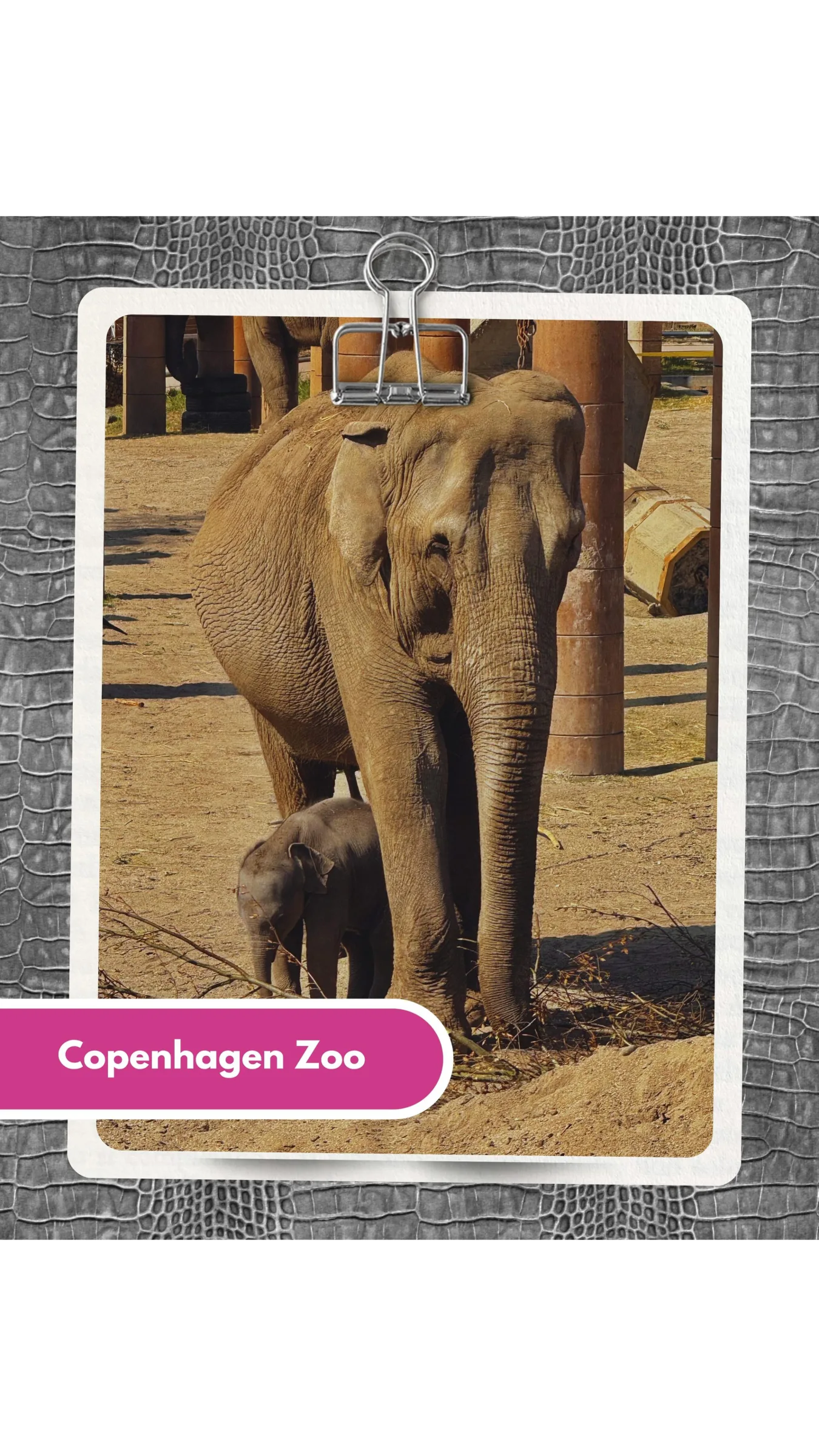 Olifant met een jong in Copenhagen Zoo